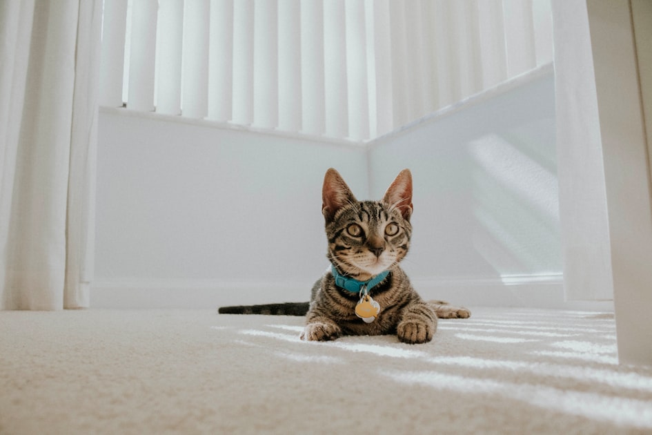 Survival Tips for Cats