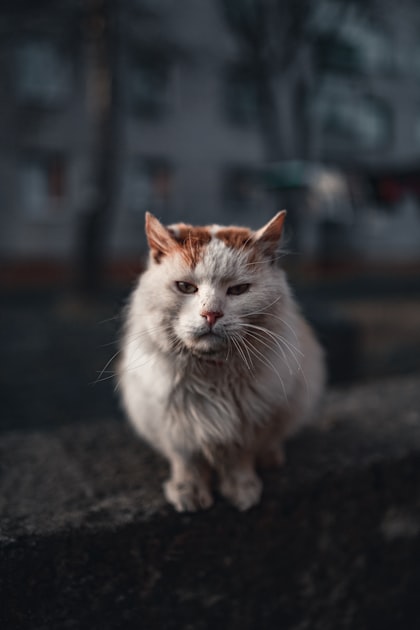 Life Lessons from a Ragdoll Cat